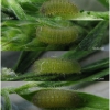pol coelestinus larva3 volg